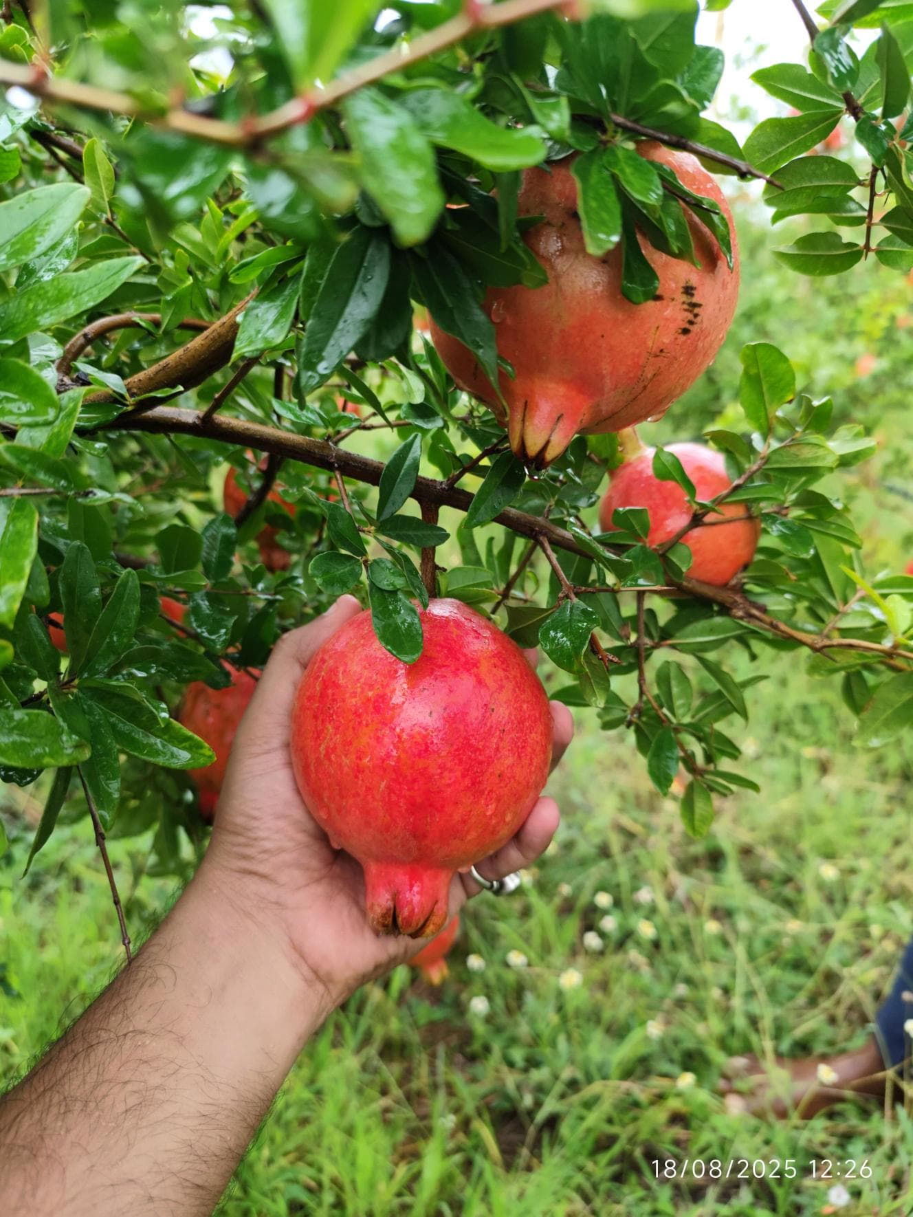 Fresh Pomegranate
